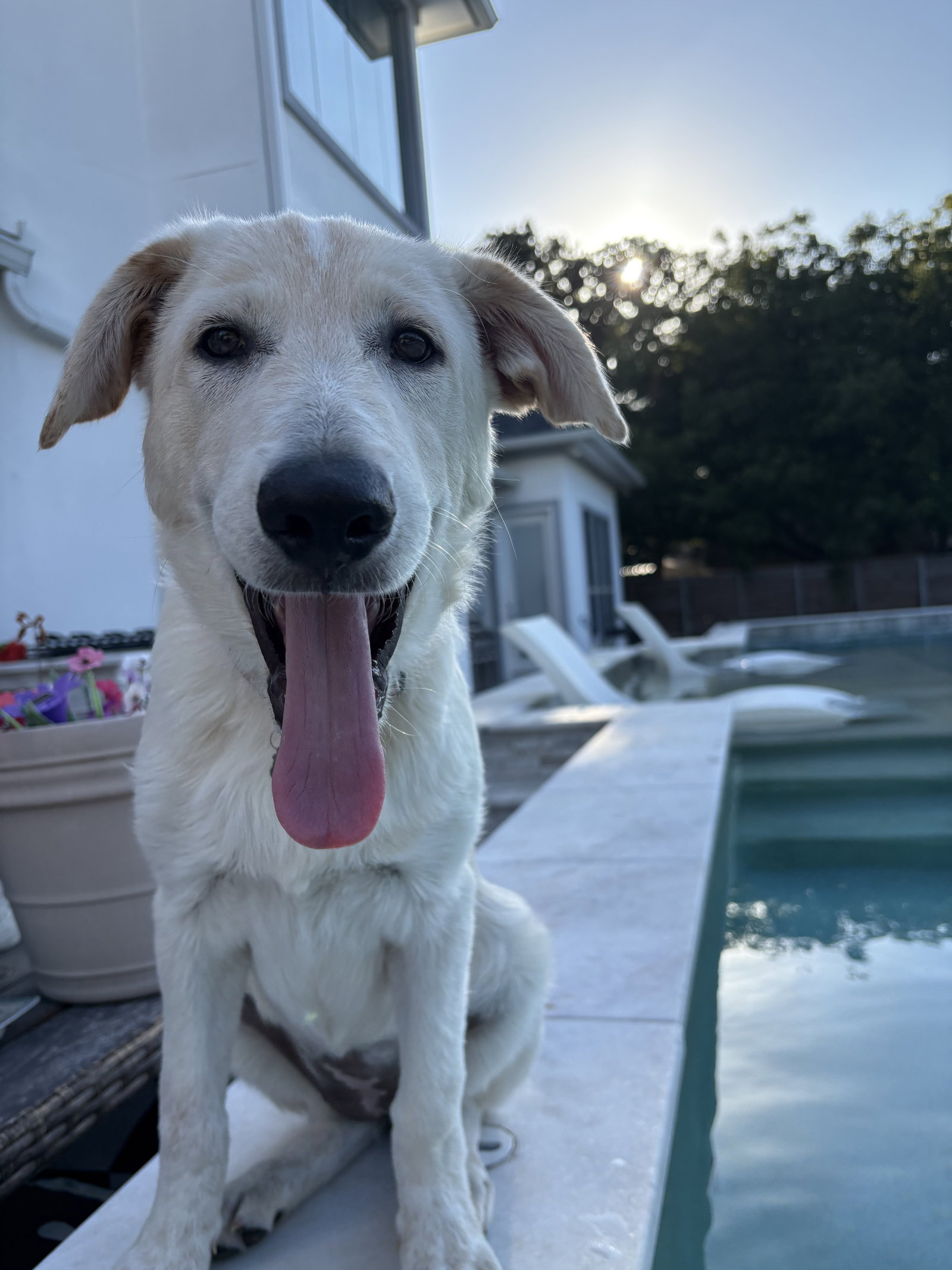 Ruby, Great Pyrenees