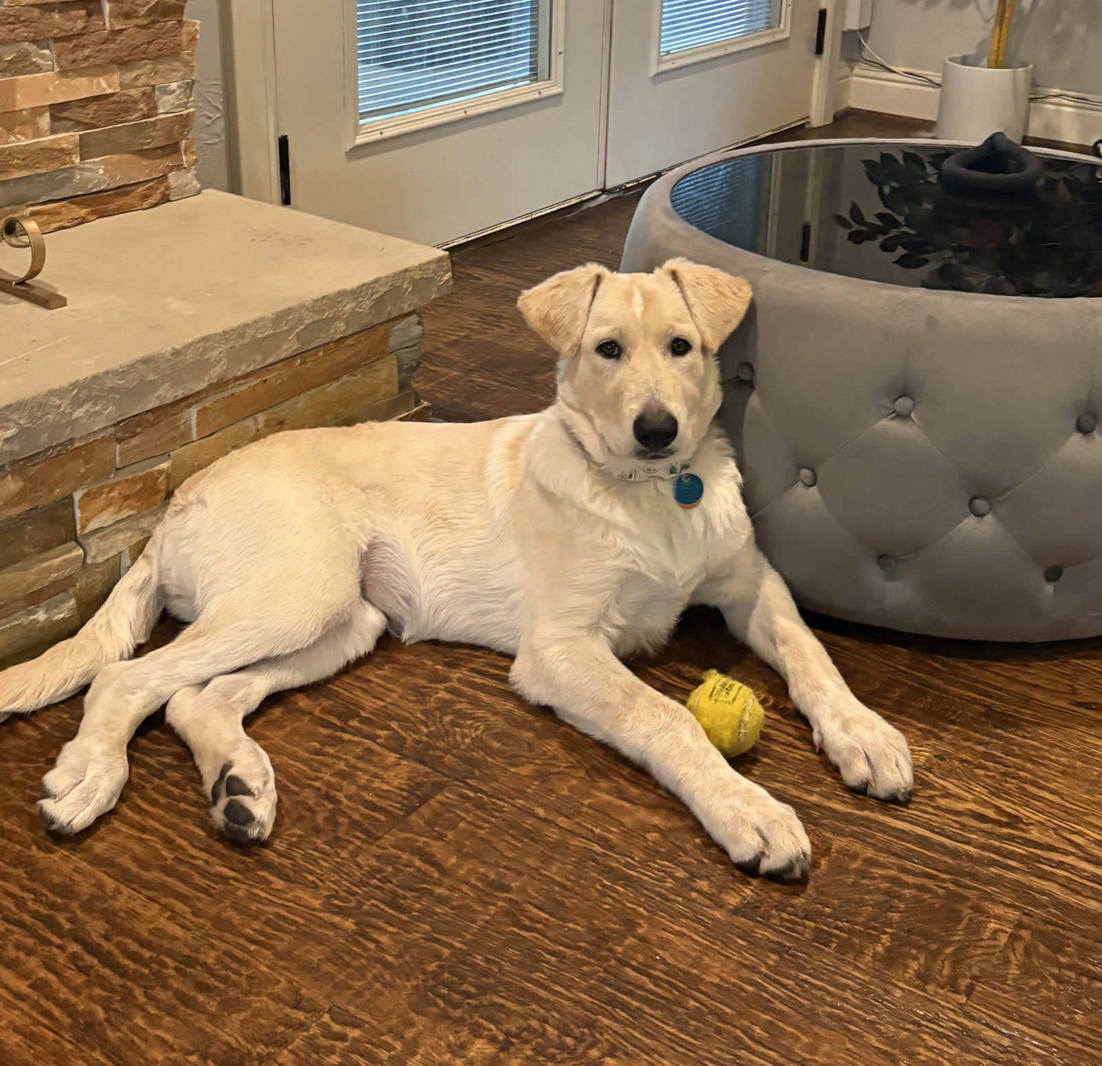 Jade, Great Pyrenees