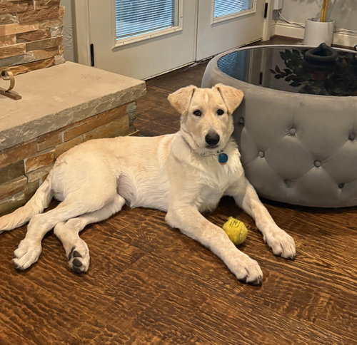 Jade, a dog for adoption from Saving Pyrs In Need