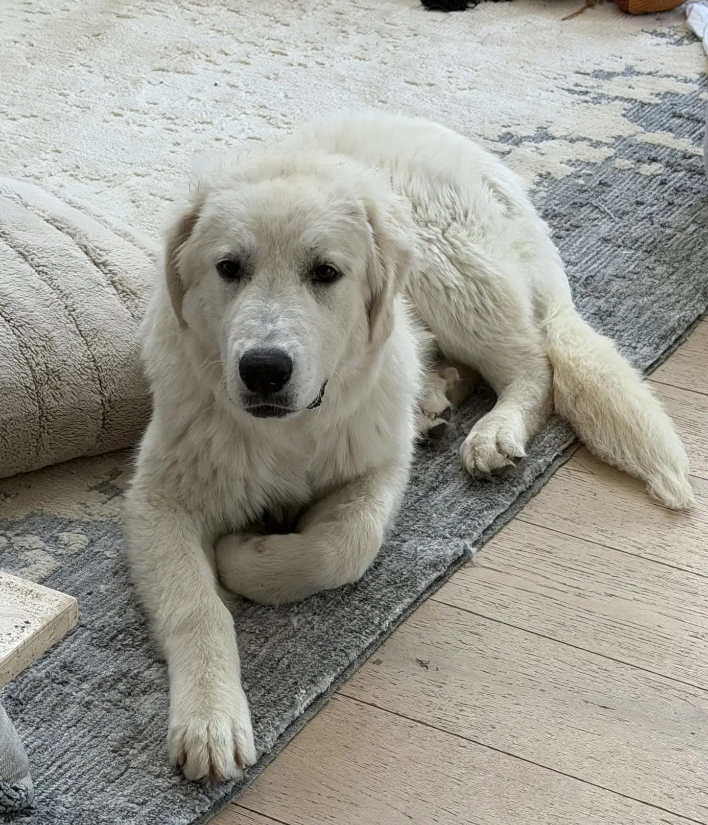 Frank - Great Pyrenees