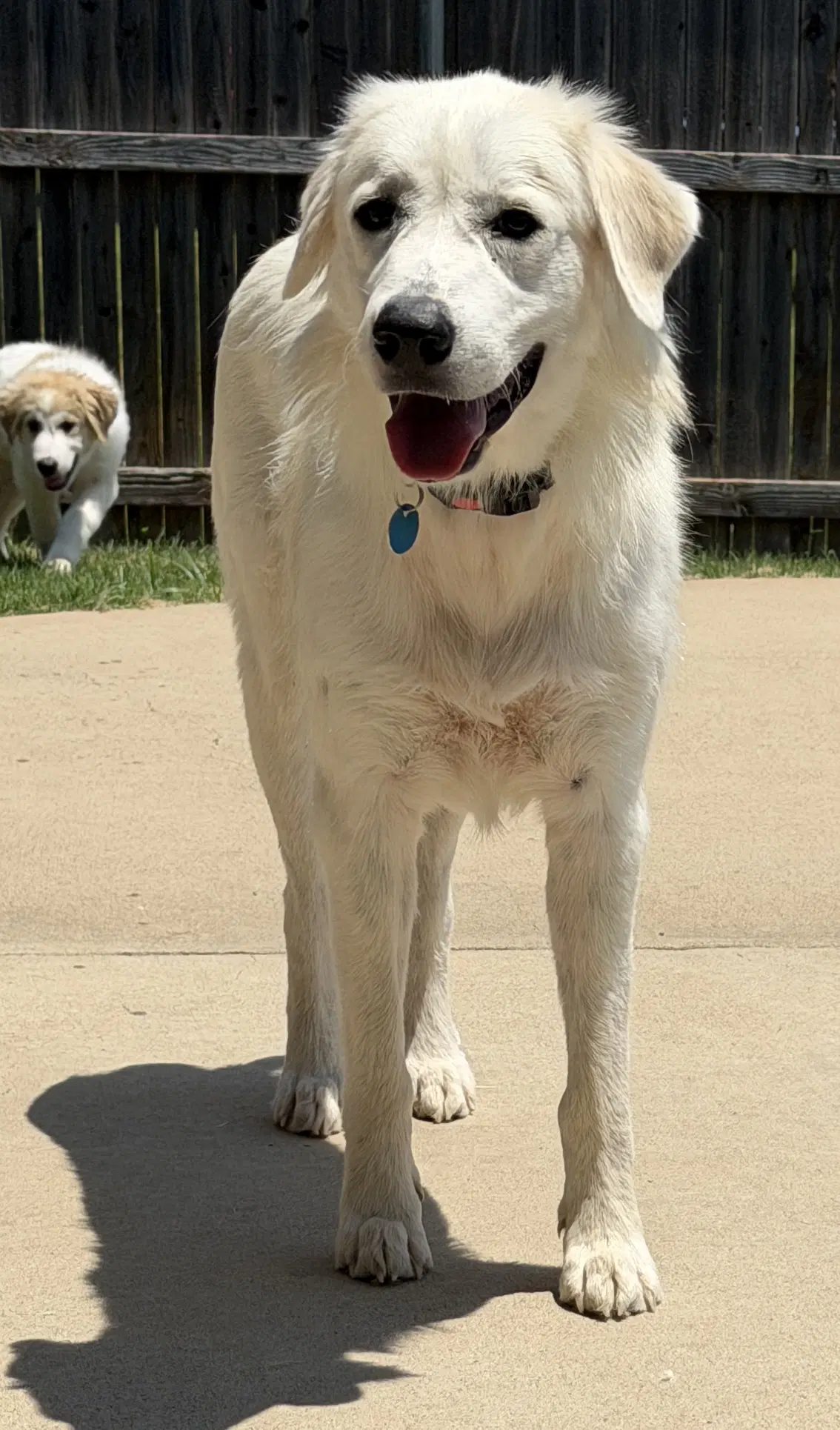Mia - Great Pyrenees