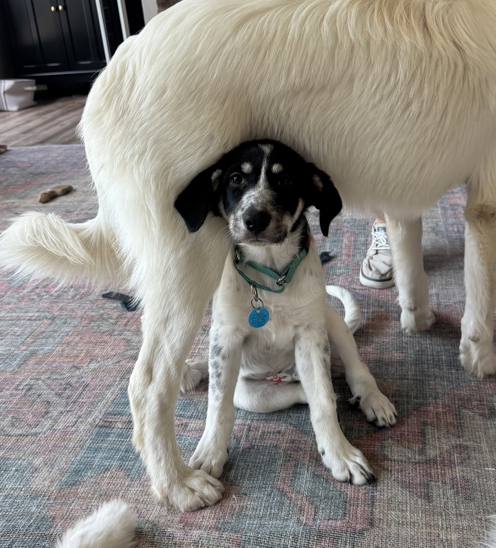 Panda, Great Pyrenees