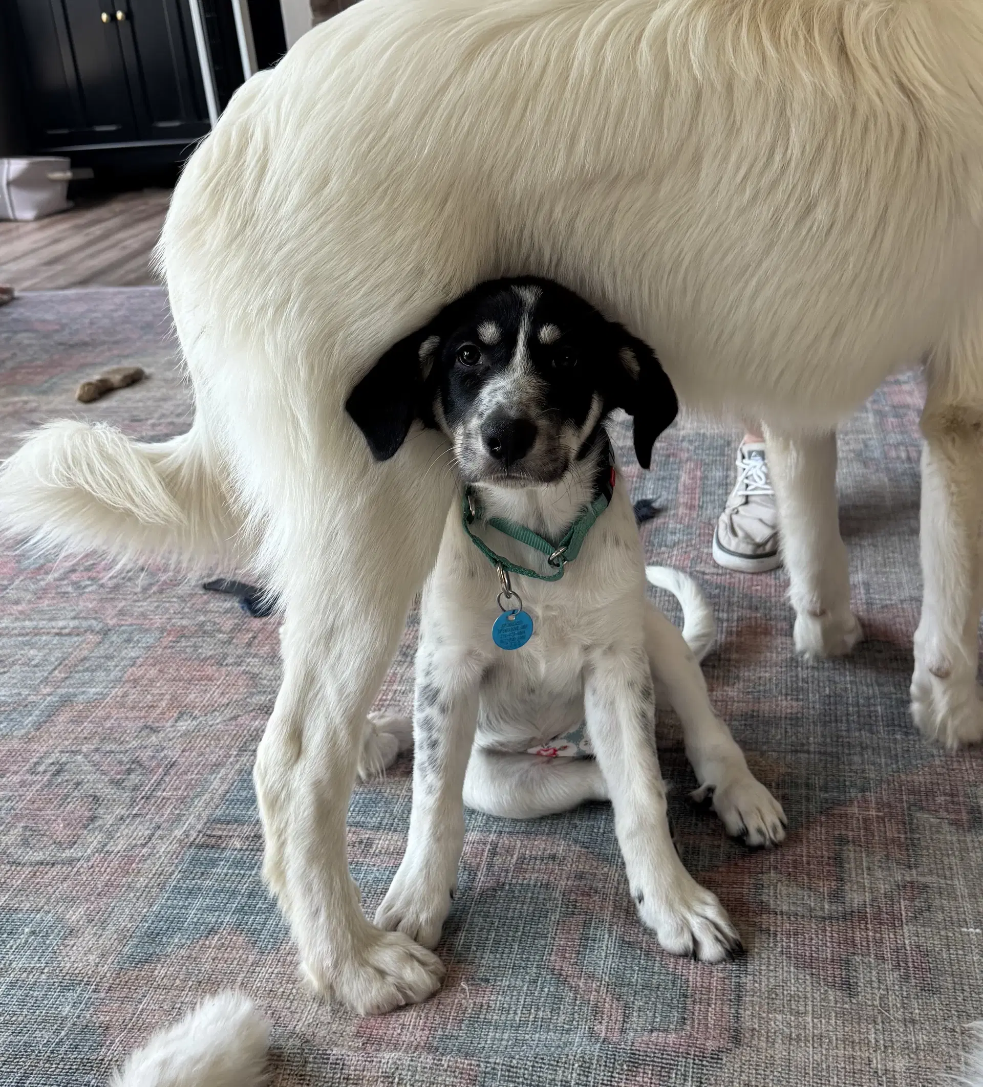 Panda - Great Pyrenees