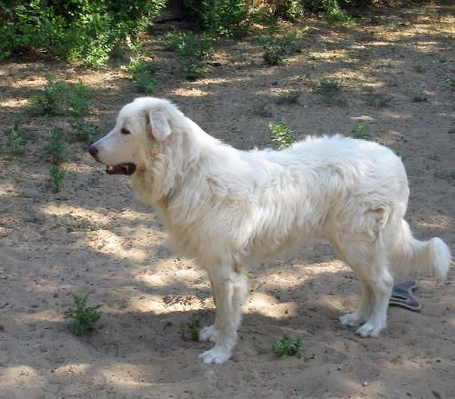 Timothy