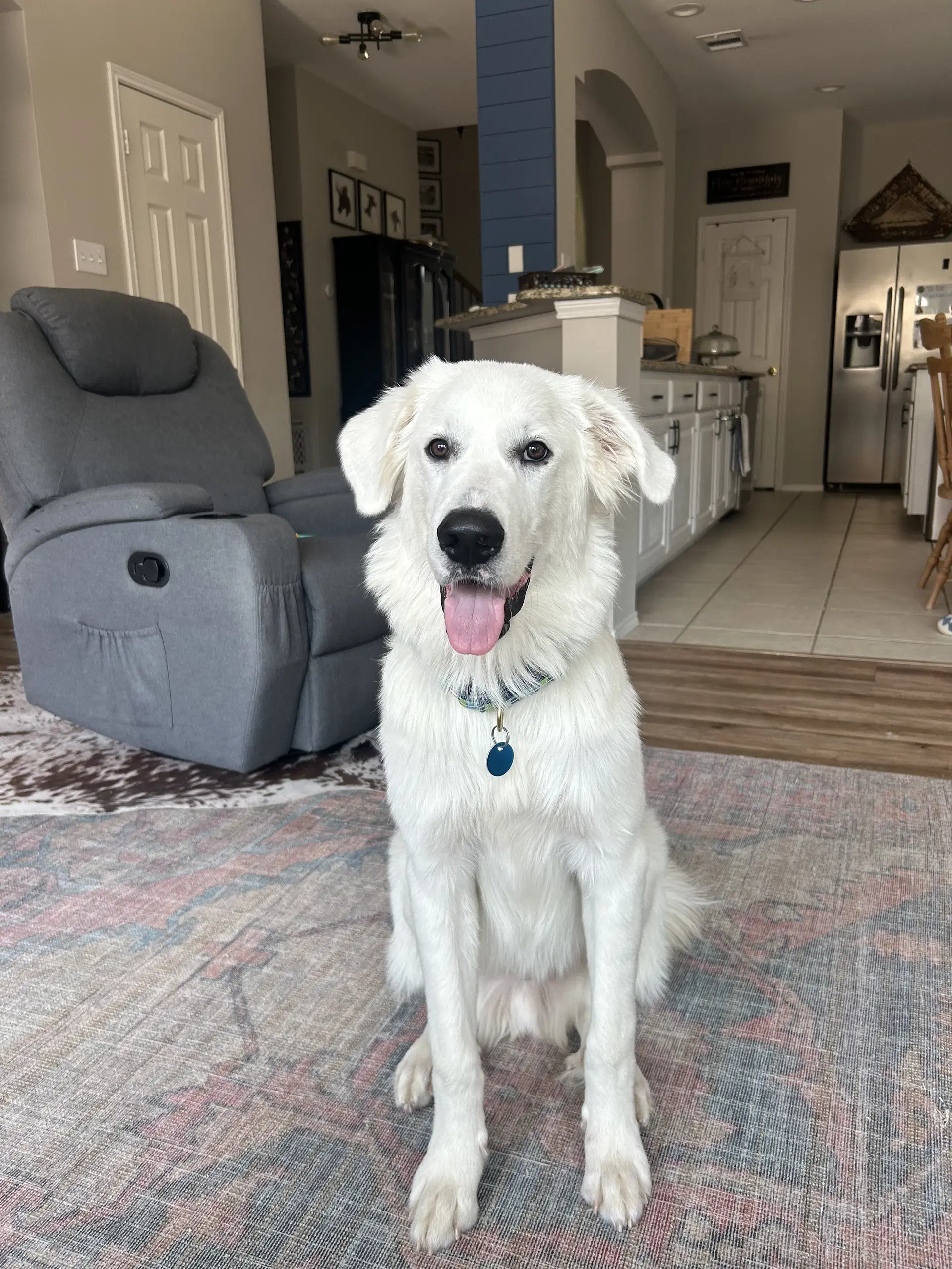 Kodi - Great Pyrenees