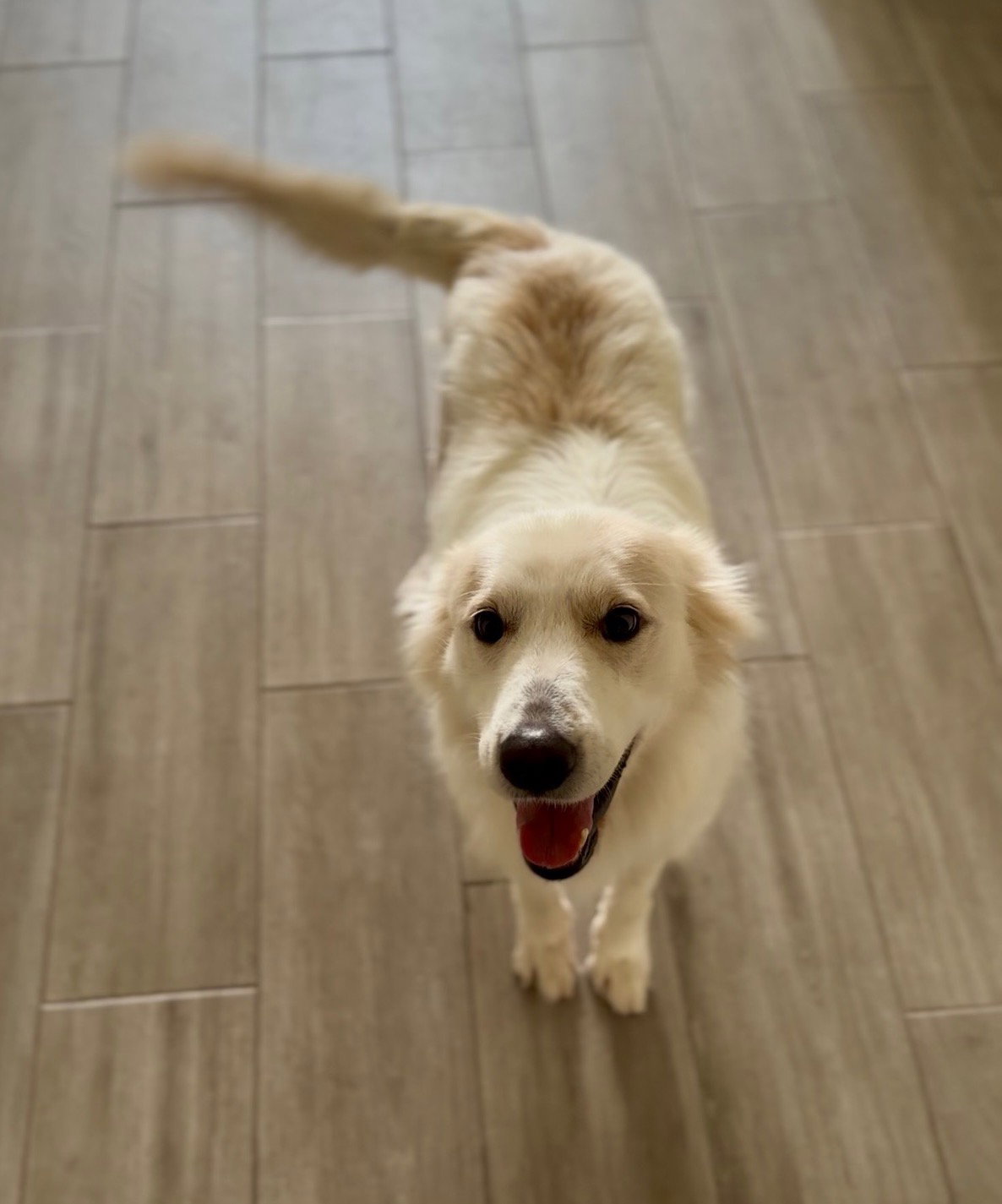Cece, Great Pyrenees