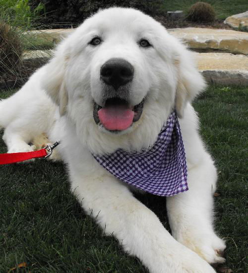 Otis