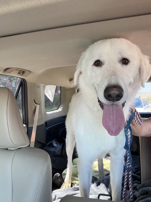 Bernie, an adoptable dog
