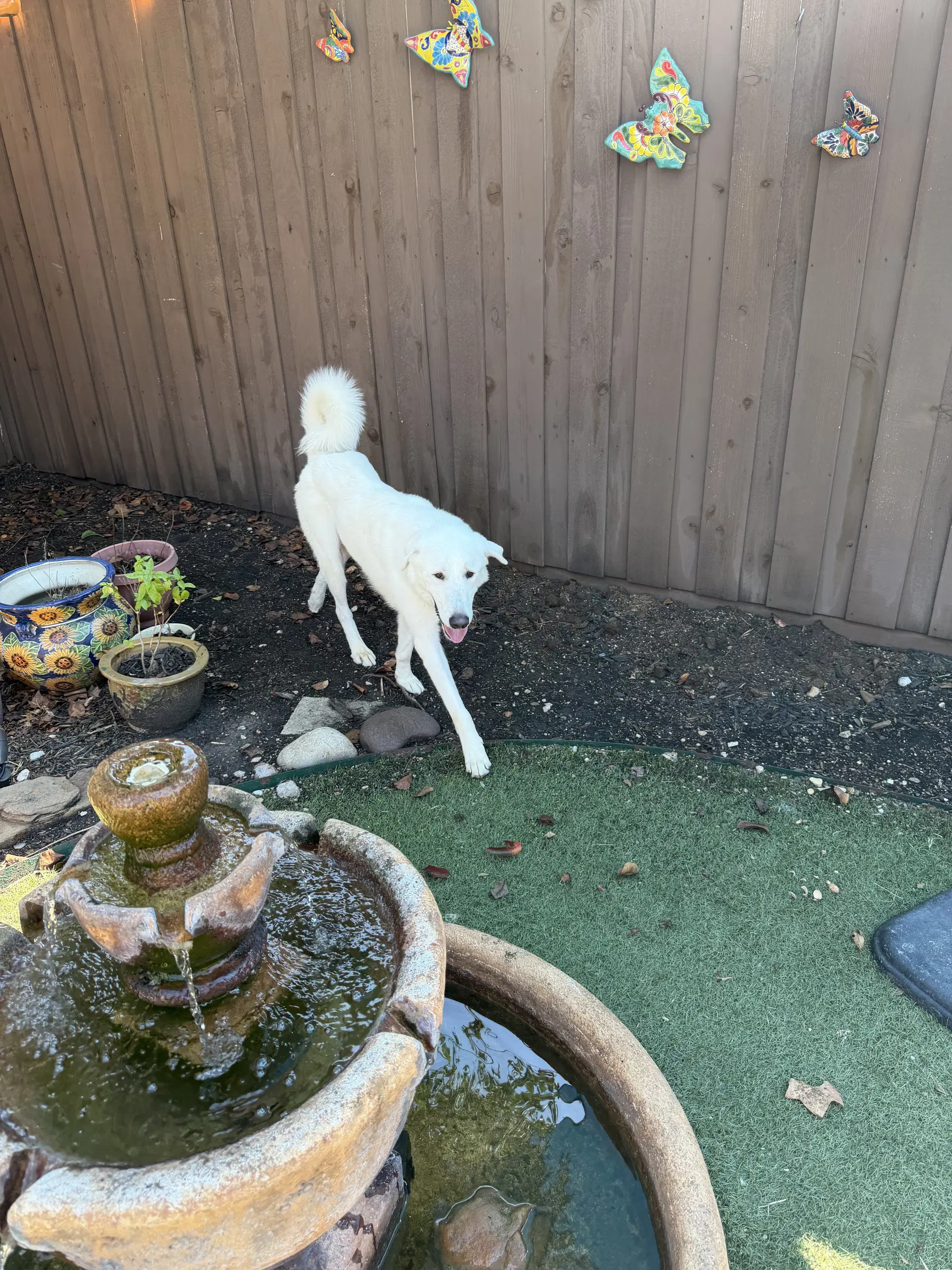Bernie image 2