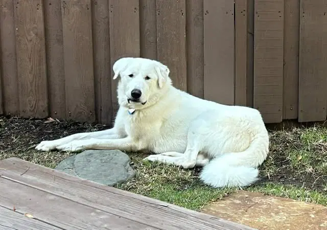 Bernie image 3