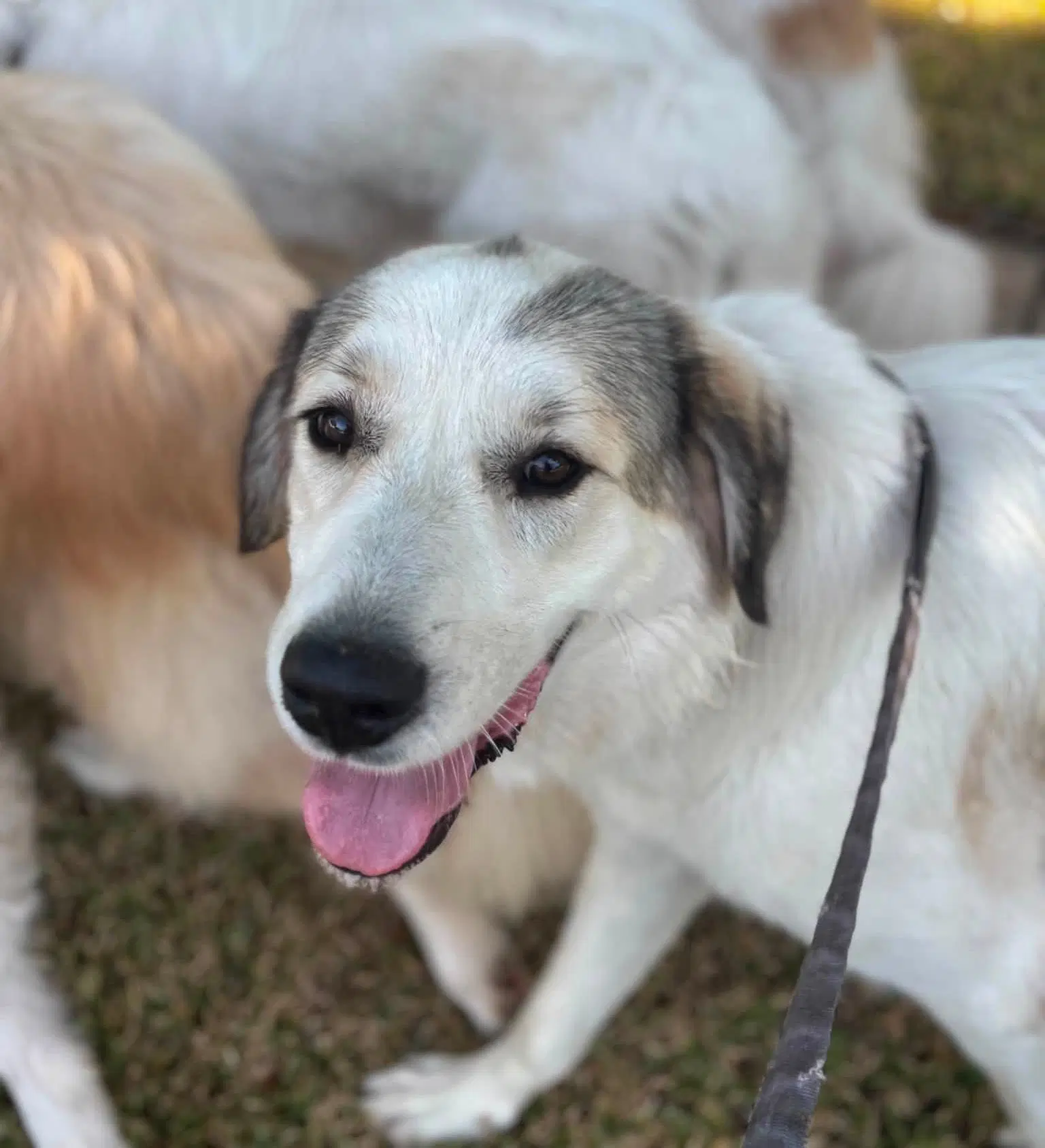 Cisco - Great Pyrenees