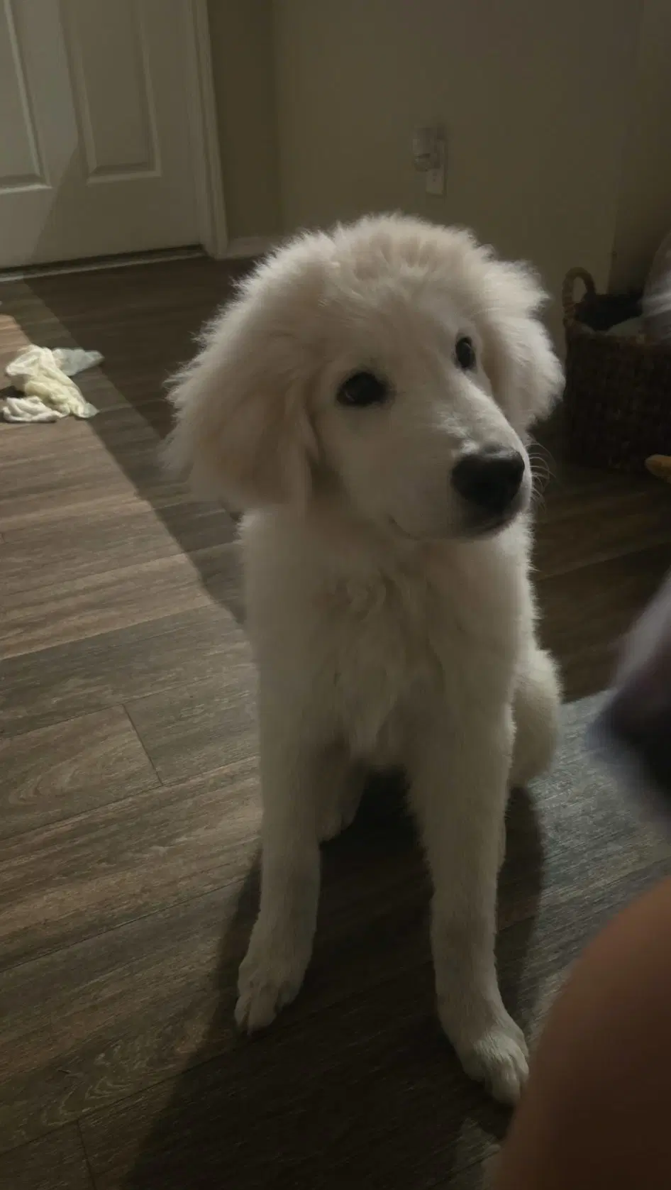 Kona - Great Pyrenees