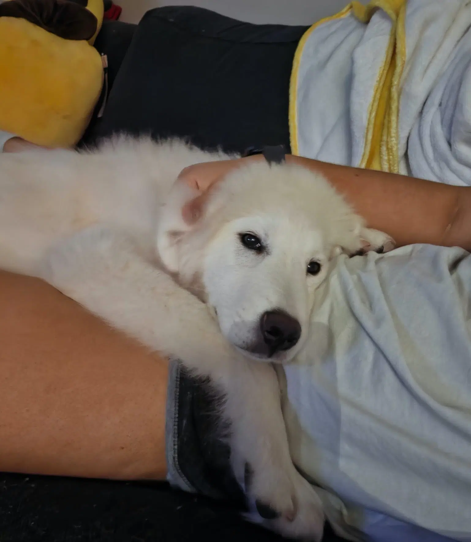Kona image 2