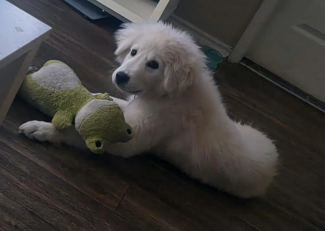 Kona image 4