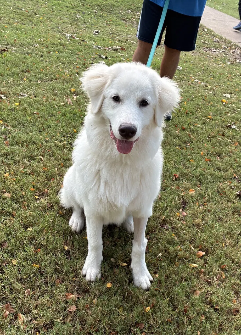 Max - Great Pyrenees