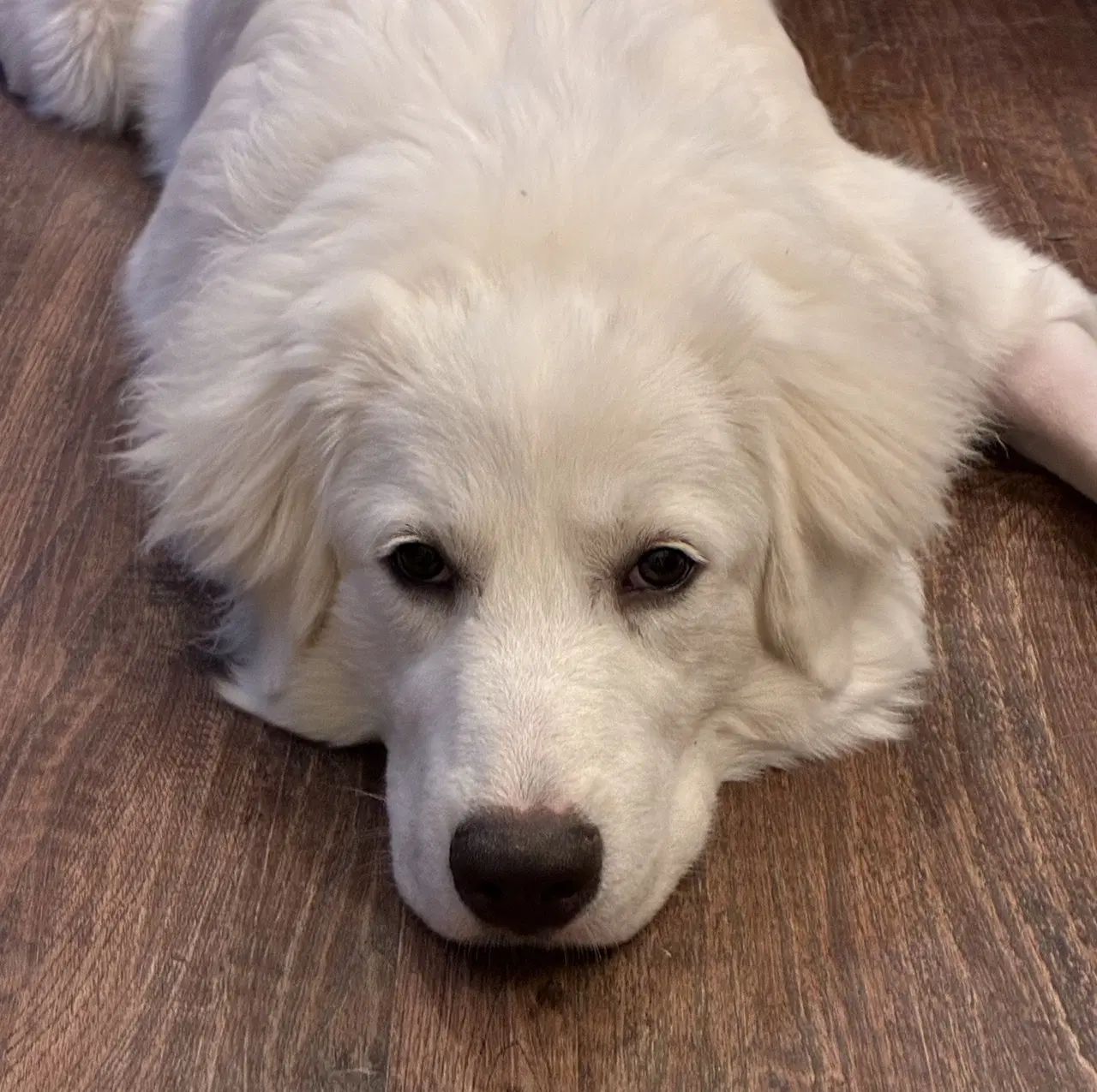 Max image 4