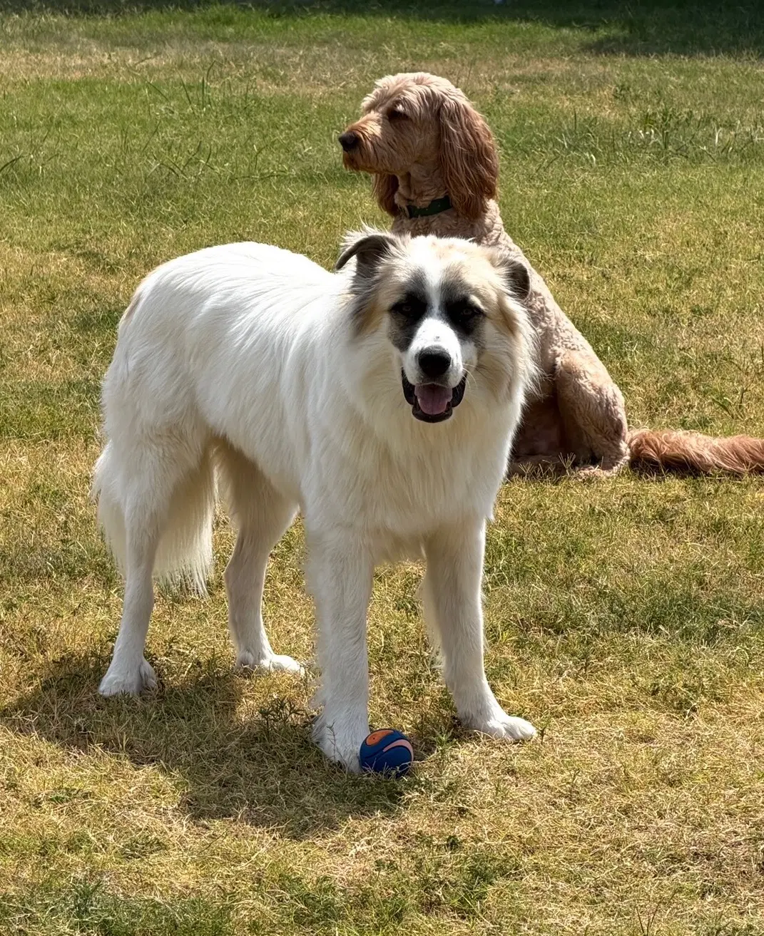 Obi image 2