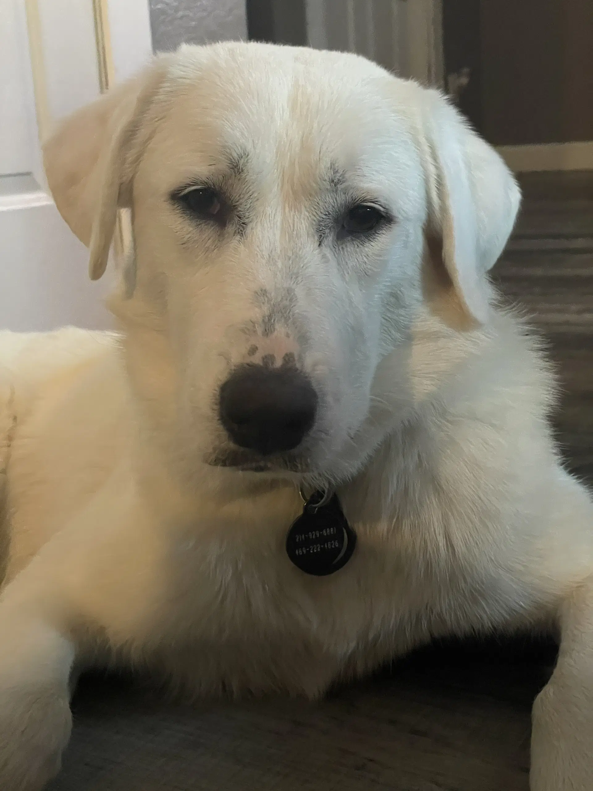 Emmy - Great Pyrenees
