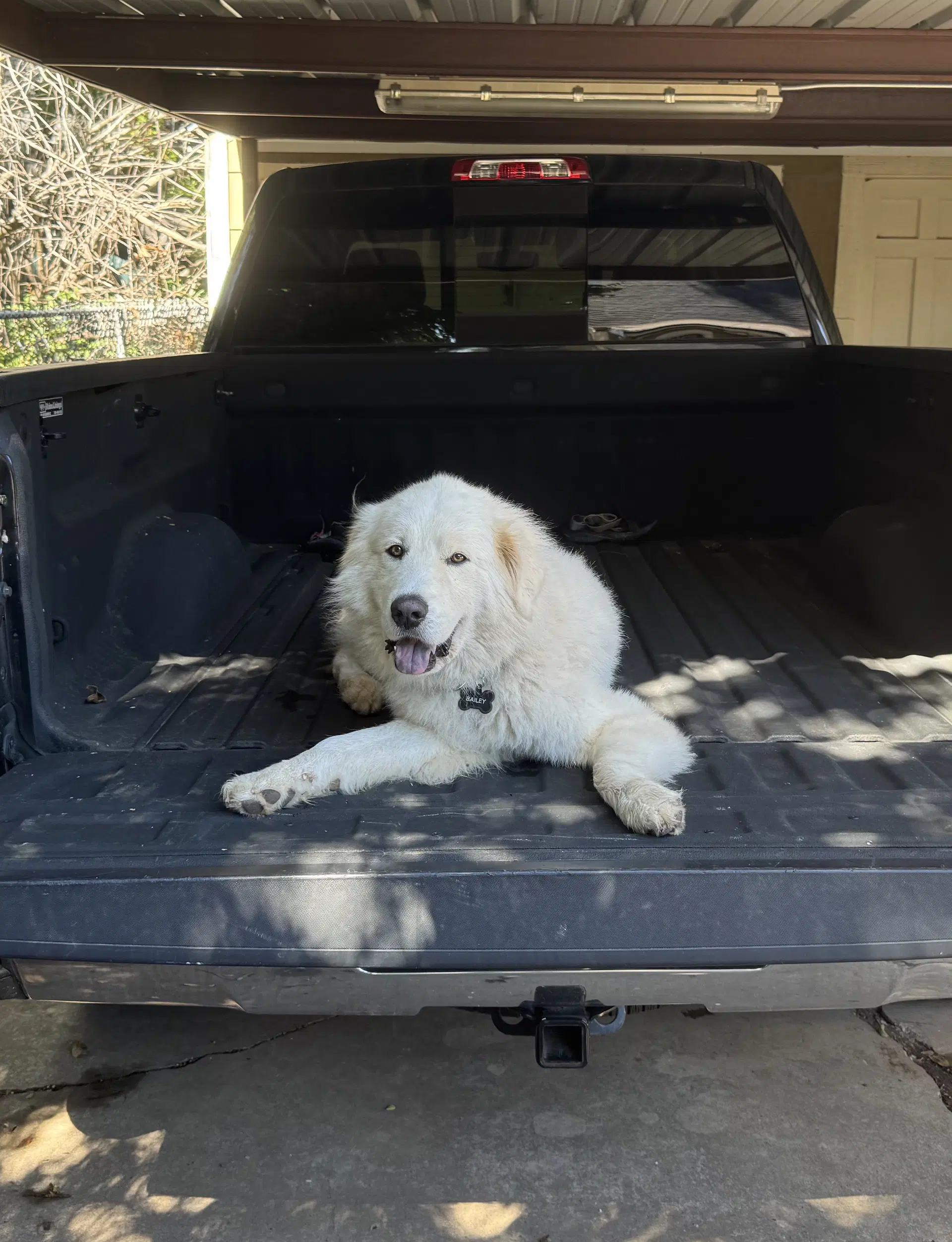 Bailey image 2