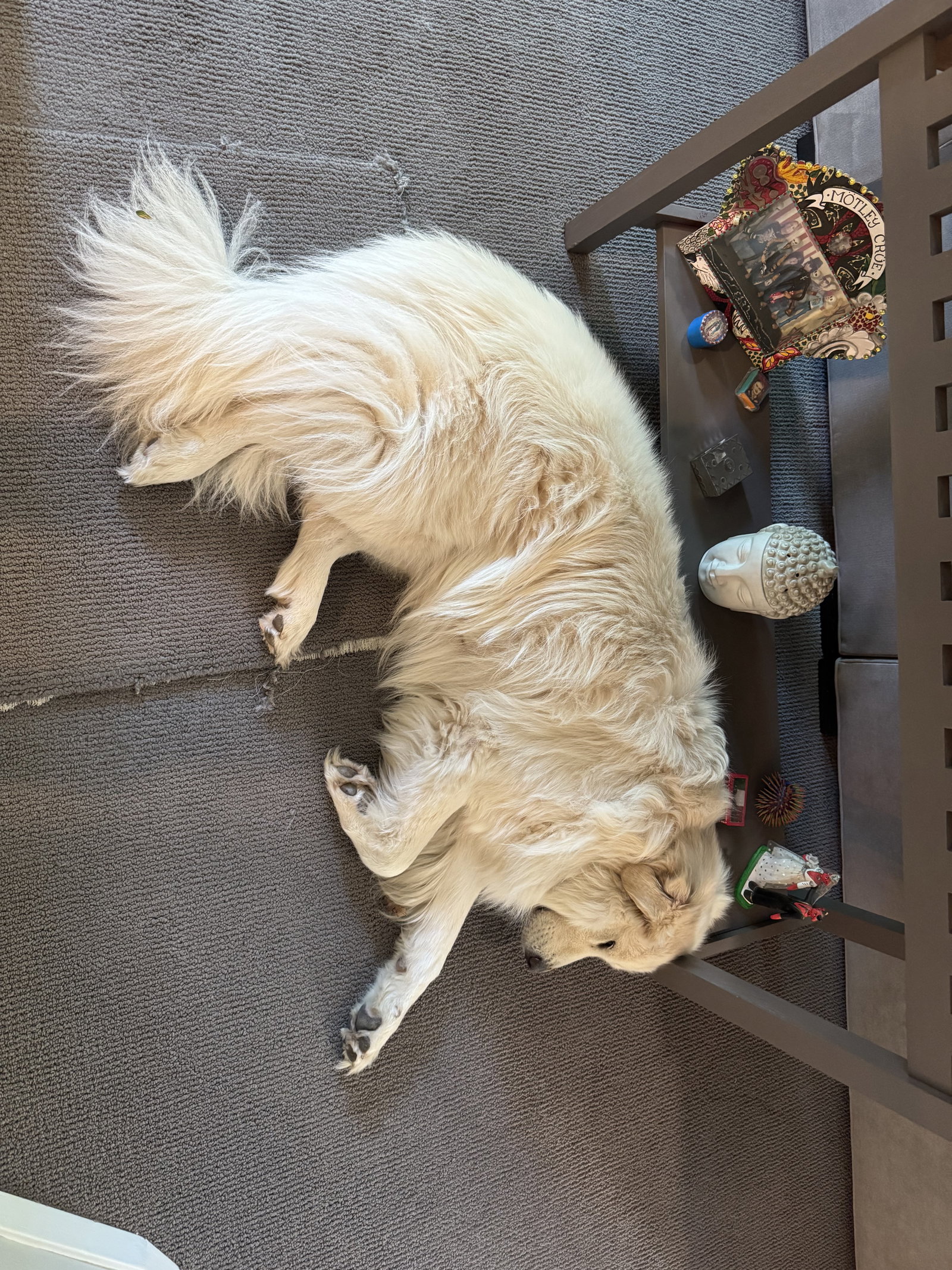 Bailey, photo 4