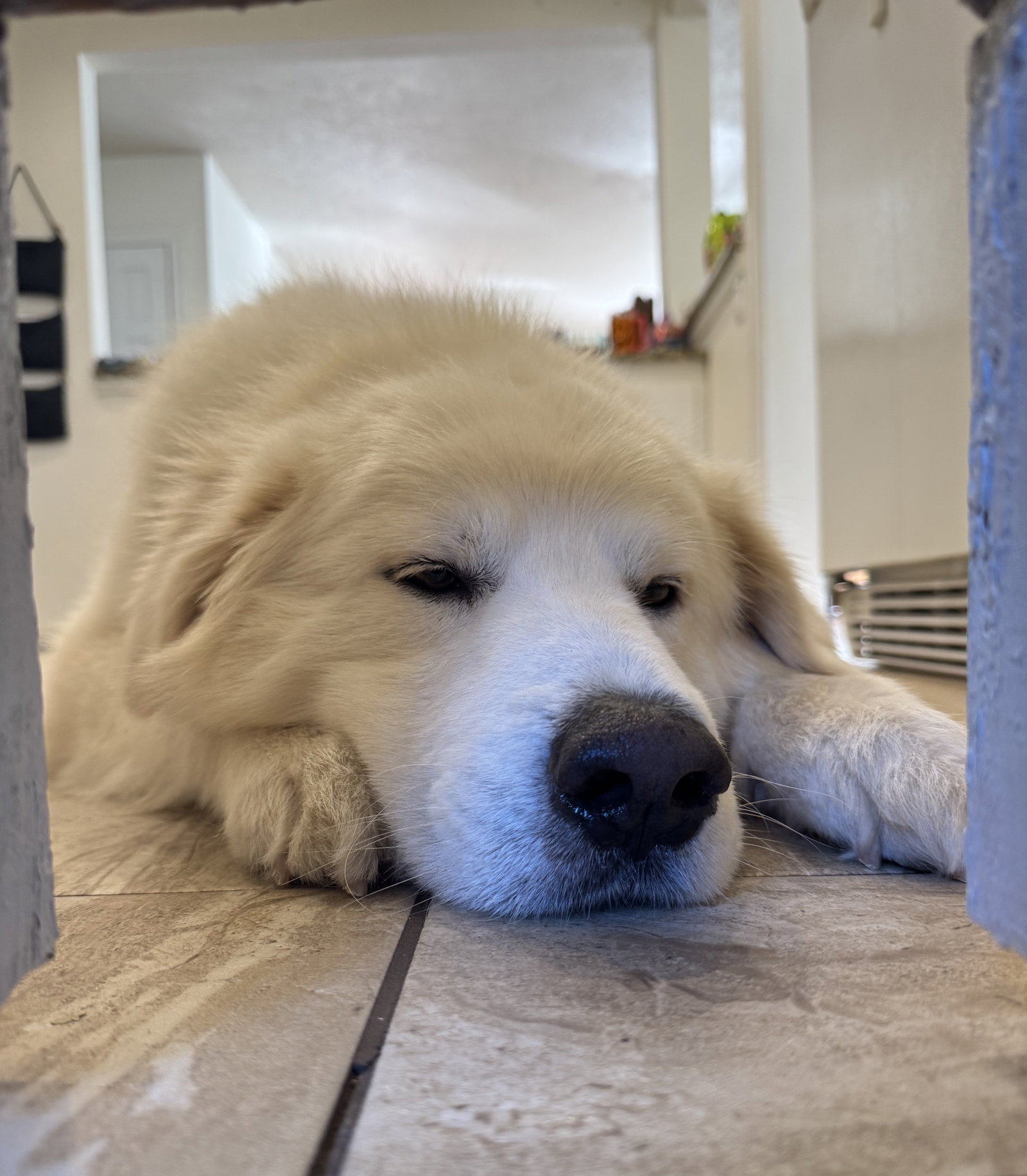 Bailey, photo 5
