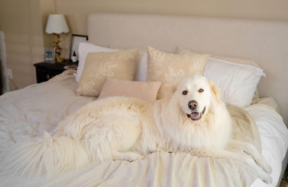 Bailey, photo 8