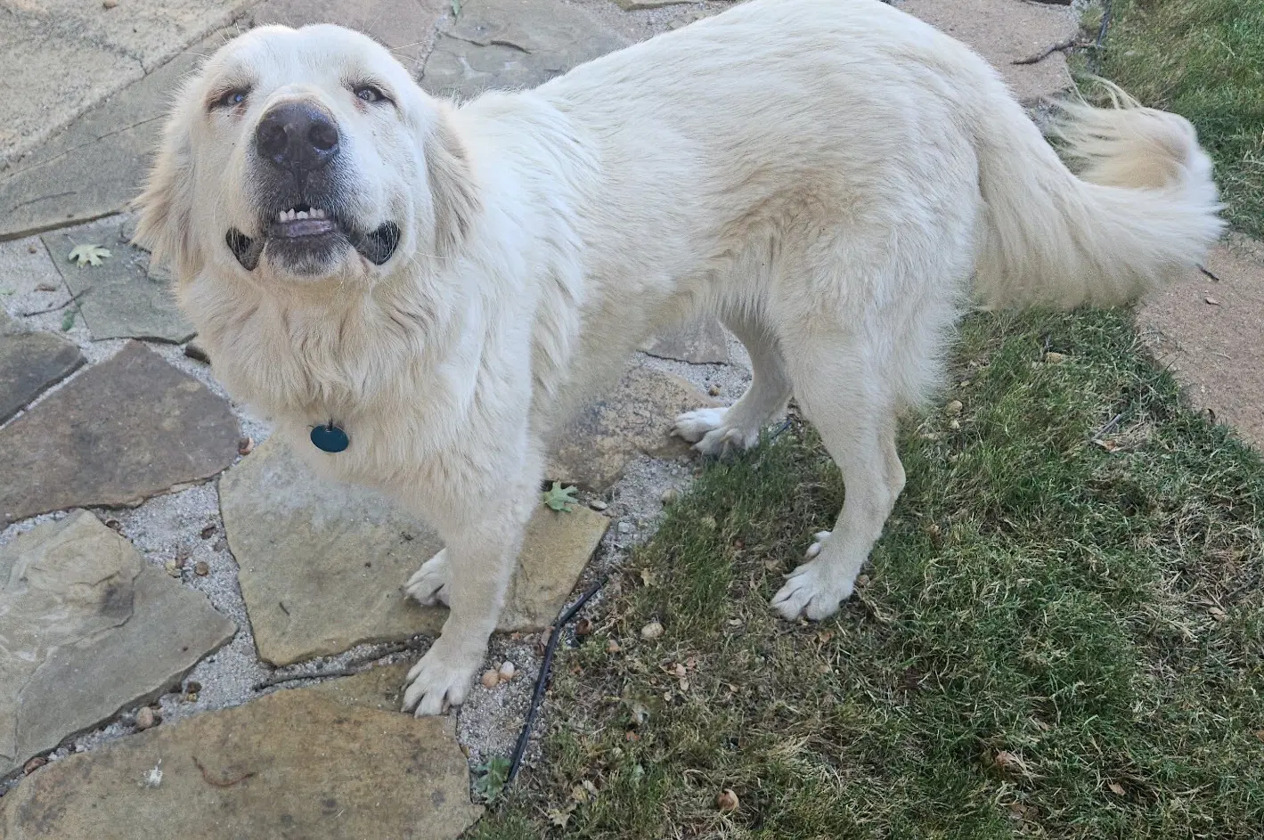 Lilly image 2