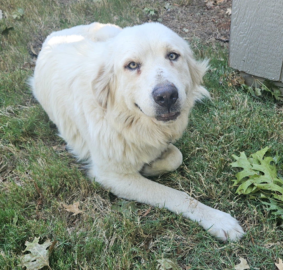 Lilly, photo 3