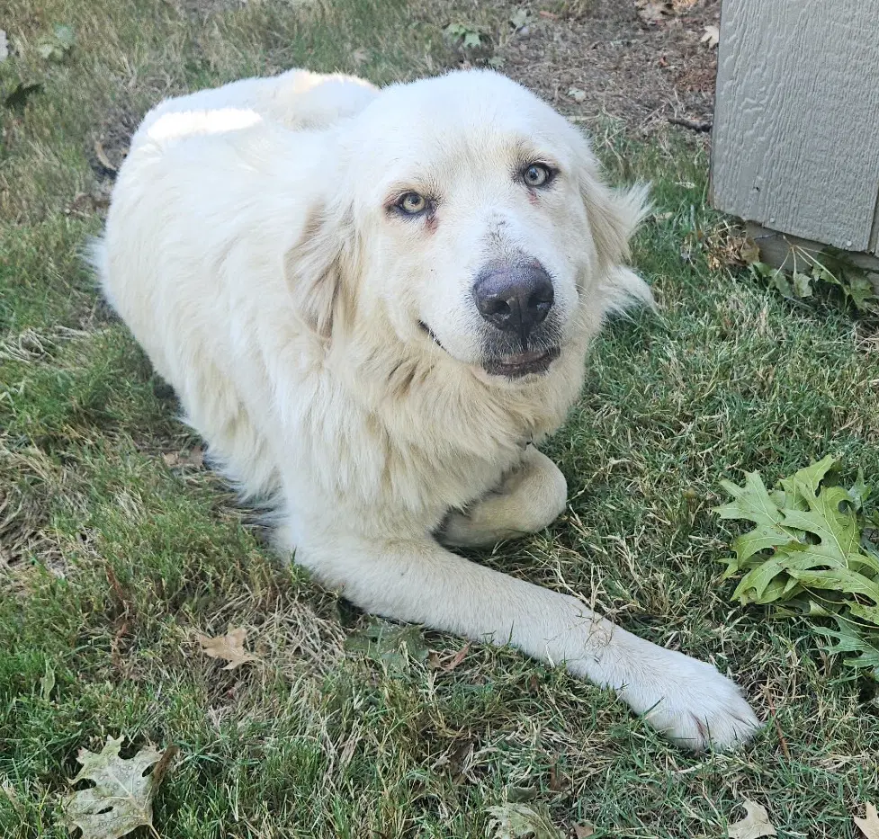Lilly image 3