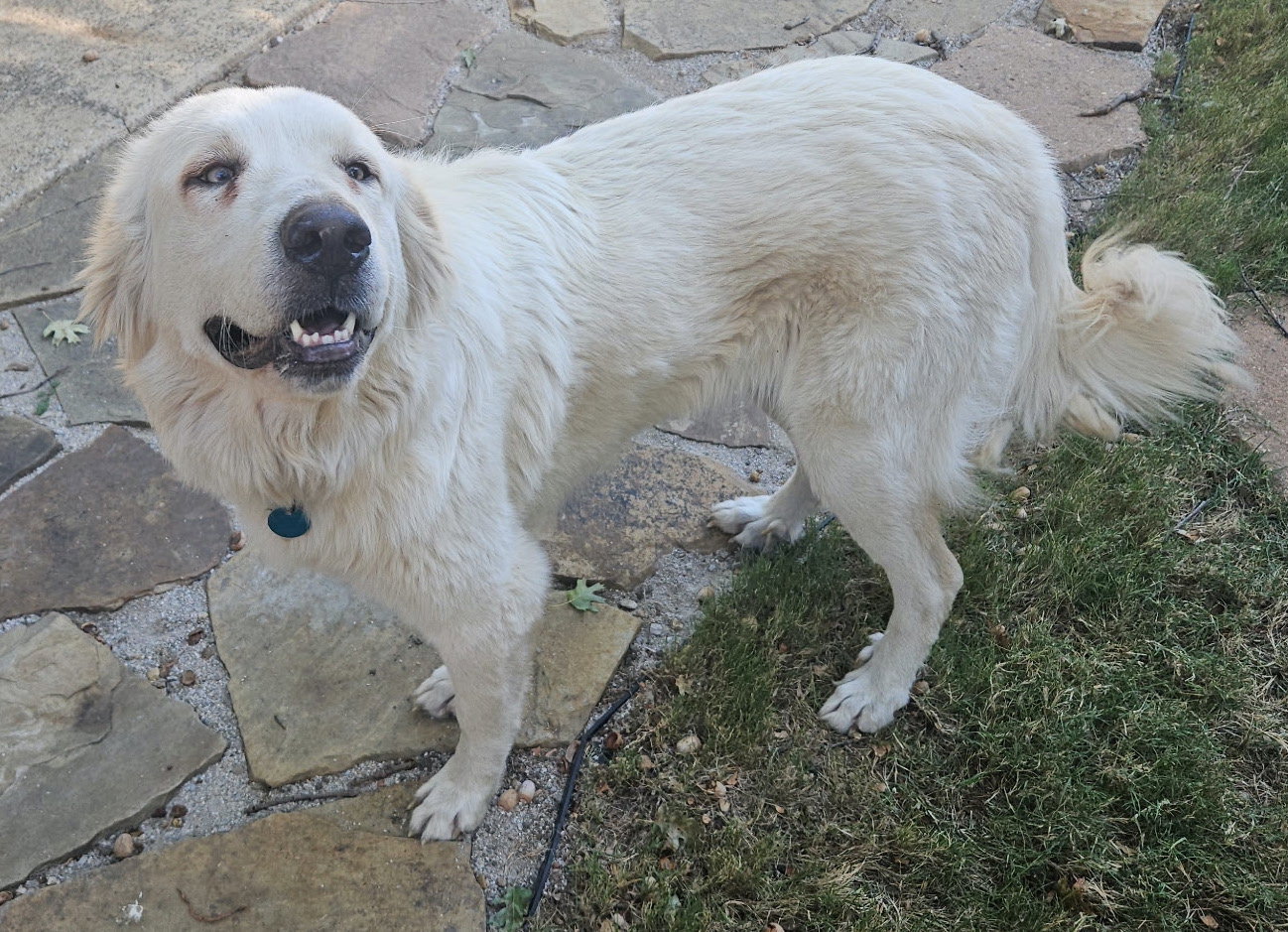 Lilly, photo 6