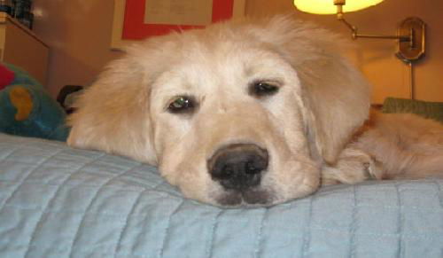 Ozzie