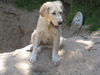 Ozzie