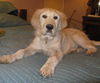 Ozzie