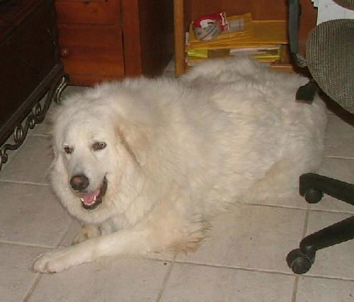 Tessie