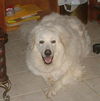 Tessie
