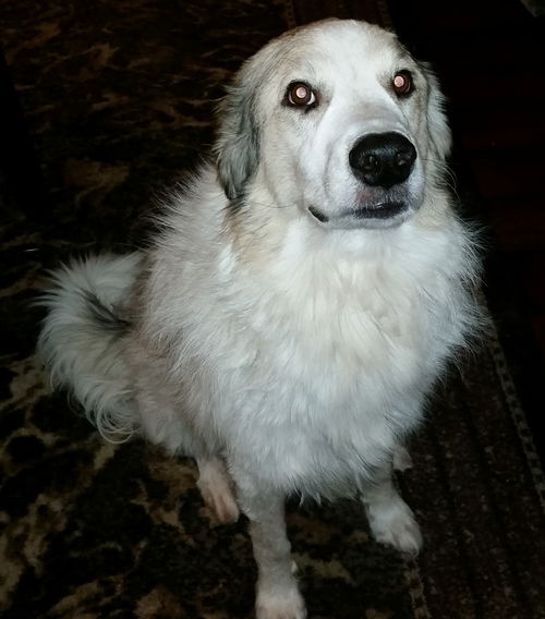Shiner