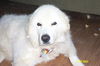 Arwen