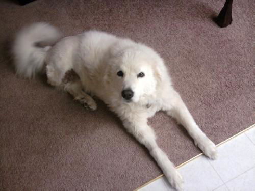 Arwen