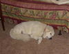 Arwen