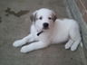 Trevor