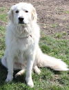 Trudy