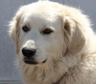 Trudy