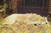 Atticus