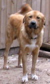 Rex