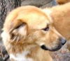 Rex