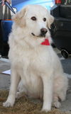 Zoey