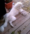 Zimba
