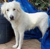 Zimba