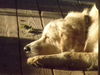 Falcor