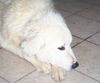 Amy